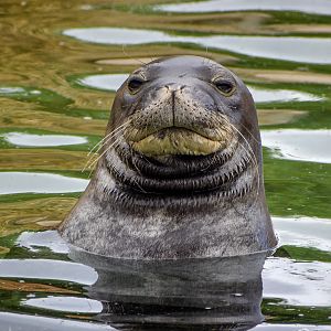 Hawaiian Monk Seal