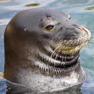 Hawaiian Monk Seal