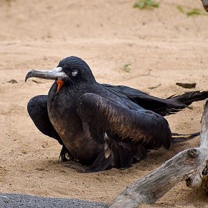 Great Frigatebird