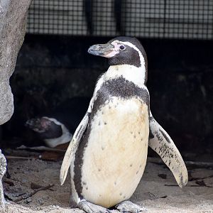 Humboldt Penguin