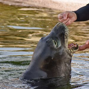 Hawaiian Monk Seal training