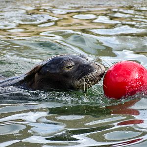 Hawaiian Monk Seal with ball