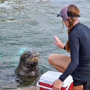Hawaiian Monk Seal training session
