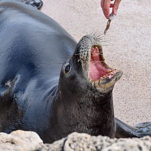 Hawaiian Monk Seal feeding