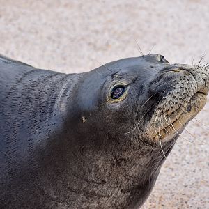 Hawaiian Monk Seal up-close