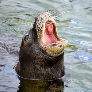 Hawaiian Monk Seal