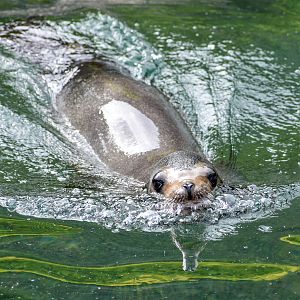 California Sea-Lion
