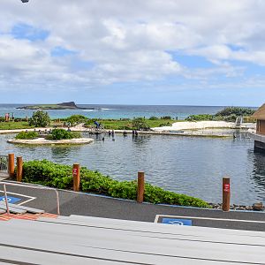 Main Dolphin Show Area