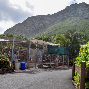 Cockatiel/Lovebird aviary