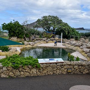 Juvenile Green Turtle enclosure