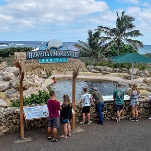Monk Seal enclosure