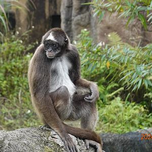 Brown Spider Monkey (Ateles hybridus)