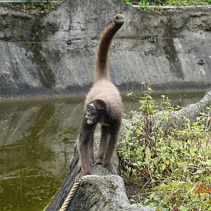Brown Spider Monkey (Ateles hybridus)