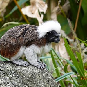 Cotton-top Tamarin (Saguinus oedipus)