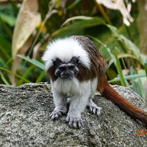 Cotton-top Tamarin (Saguinus oedipus)