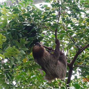 Linnaeus's Two-toed Sloth (Choloepus didactylus)