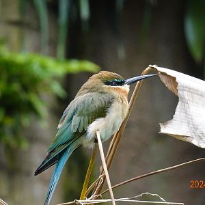 Blue-tailed Bee-eater (Merops philippinus)
