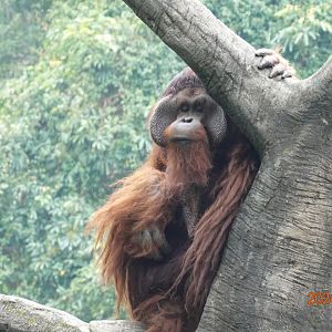 Bornean Orangutan (Pongo pygmaeus)
