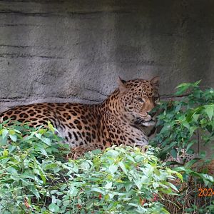 North Chinese Leopard (Panthera pardus japonensis)