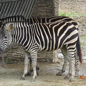 Chapman's Zebra (Equus quagga chapmani)