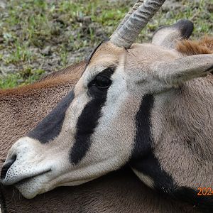 Beisa Oryx (Oryx beisa beisa)