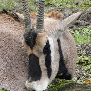 Beisa Oryx (Oryx beisa beisa)