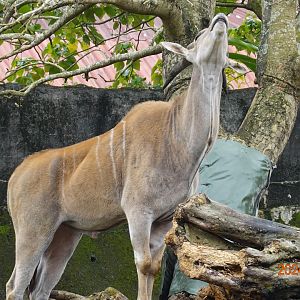 Common Eland (Tragelaphus oryx)