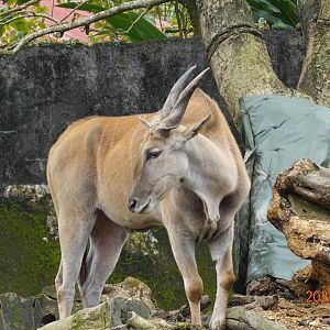 Common Eland (Tragelaphus oryx)