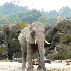 African Bush Elephant (Loxodonta africana)