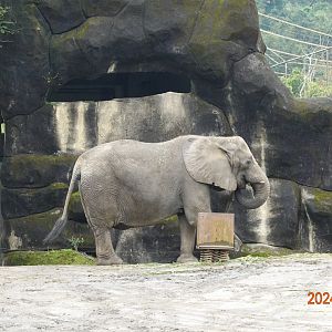 African Bush Elephant (Loxodonta africana)