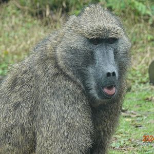 Olive Baboon (Papio anubis)