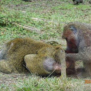 Olive Baboon (Papio anubis)