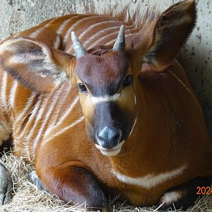 Eastern Bongo (Tragelaphus eurycerus isaaci)