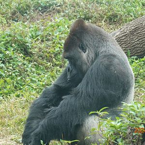 Western Lowland Gorilla (Gorilla gorilla gorilla)