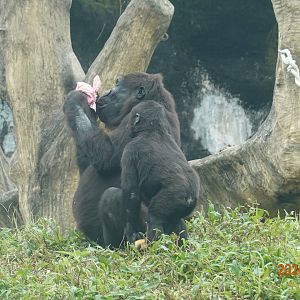 Western Lowland Gorilla (Gorilla gorilla gorilla)