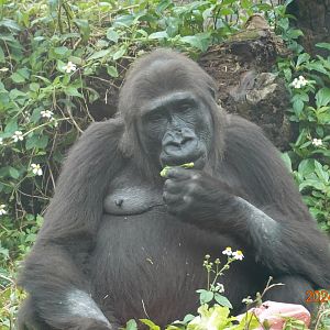 Western Lowland Gorilla (Gorilla gorilla gorilla)