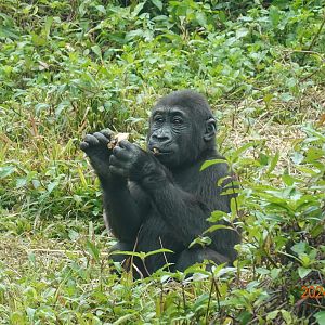 Western Lowland Gorilla (Gorilla gorilla gorilla)