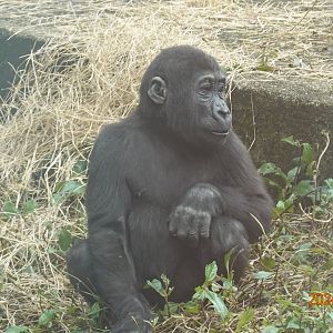 Western Lowland Gorilla (Gorilla gorilla gorilla)