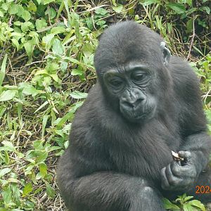 Western Lowland Gorilla (Gorilla gorilla gorilla)