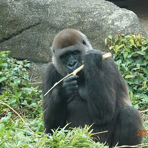 Western Lowland Gorilla (Gorilla gorilla gorilla)