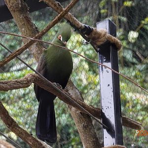 Senegal Turaco (Tauraco persa buffoni)
