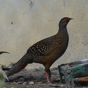 Swinhoe's Pheasant (Lophura swinhoii)