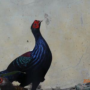 Swinhoe's Pheasant (Lophura swinhoii)