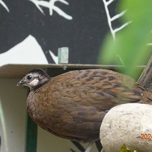 Palawan Peacock-pheasant (Polyplectron napoleonis)