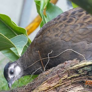 Palawan Peacock-pheasant (Polyplectron napoleonis)