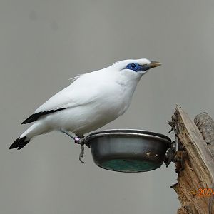 Bali Myna (Leucopsar rothschildi)