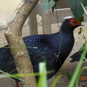Vietnam Pheasant (Lophura edwardsi)