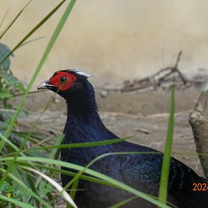 Vietnam Pheasant (Lophura edwardsi)