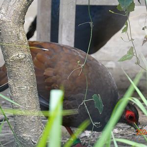 Vietnam Pheasant (Lophura edwardsi)
