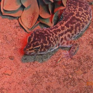 Common Leopard Gecko (Eublepharis macularius)